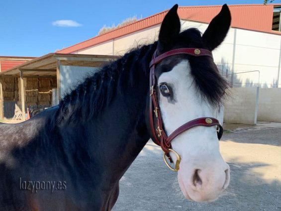 portuguese bridle