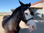 celtic bridle