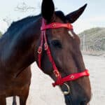 Baroque leather bridle Vienna Lazypony, flor de lis conchos and portuguese buckles