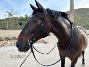 anatomical no noseband bridle Lazypony with reins