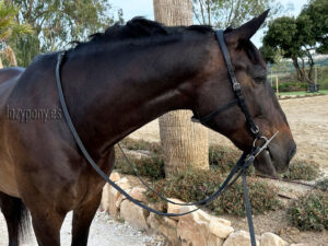 anatomical no noseband bridle Lazypony with reins