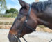no noseband bridle Lazypony