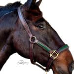 Patent leather horse halter Lazypony