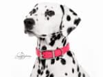 Plain Leather Dog Collar Classic with Name Tag Lazypony