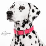 Plain Leather Dog Collar Classic with Name Tag Lazypony