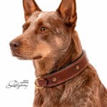 tooled dog collar with Name Tag