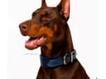plain wide leather dog collar with name tag id lazypony
