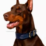 plain wide leather dog collar with name tag id lazypony