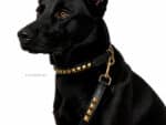 Pyramid Studded Collar with name tag and leash Lazypony