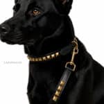 Pyramid Studded Collar with name tag and leash Lazypony
