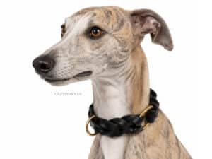Plaited Leather Dog Collar