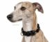 Plaited Leather Dog Collar