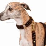 Plaited leather dog collar with leash Lazypony