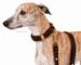 Plaited leather dog collar with leash Lazypony