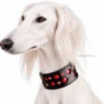 patent leather greyhound collar Lazypony