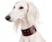 patent leather greyhound collar Lazypony