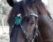 Cross armour browband Lazypony