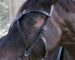 Leather X browband Celtic Lazypony, medieval custom cross browband