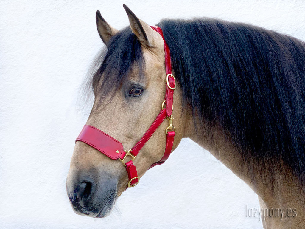 wide leather horse halter