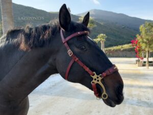 Brown Baroque hackamore bridle Lazypony
