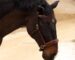 brown leather sidepull Lazypony