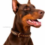 personalized collar with rivets and name tag id lazypony