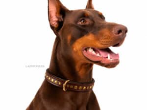 personalized collar with rivets and name tag id lazypony