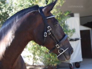 classic horse bridle Lazypony clincher browband
