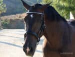 classic horse bridle Lazypony clincher browband