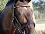 classic horse bridle Lazypony clincher browband