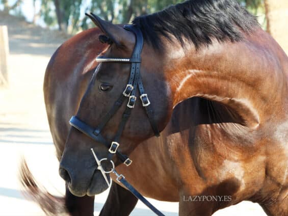 classic horse bridle Lazypony clincher browband