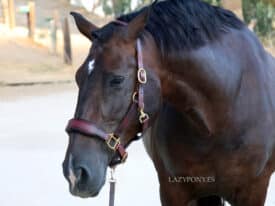 premiul leather halter classic lazypony
