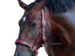 leather horse halter lazypony