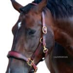 leather horse halter lazypony