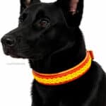 Braided leather dog collar with id tag Lorca Lazypony