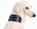Braided greyhound collar Ronda Lazypony with Name Tag