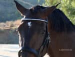 Straight clincher browband Lazypony