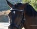Straight clincher browband Lazypony