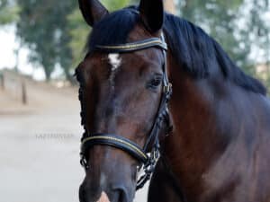 Anatomical Clincher Bridle Lazypony