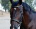 Anatomical Clincher Bridle Lazypony