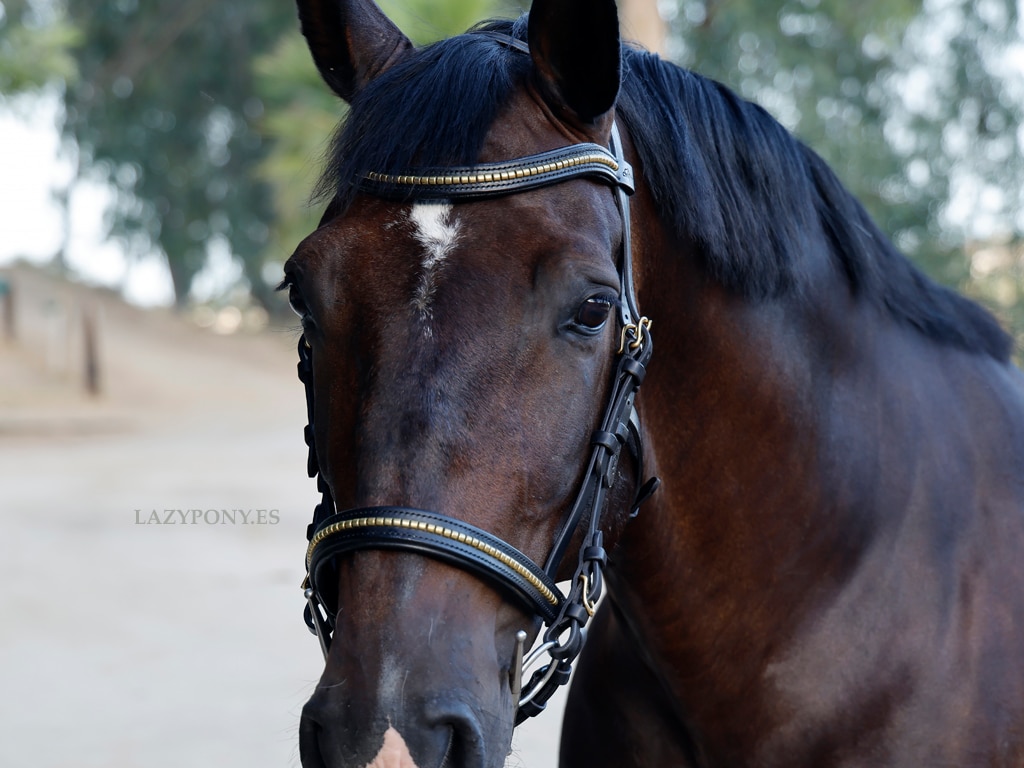 Anatomical Clincher Bridle Lazypony