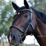 Padded Anatomical Clincher Bridle Lazypony
