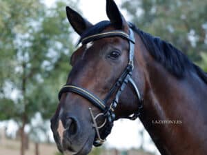 Padded Anatomical Clincher Bridle Lazypony