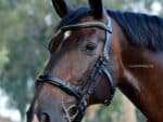 Academic Cavesson Bridle Lazypony