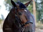 Anatomical cavesson horse bridle Lazypony