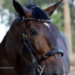 Anatomical cavesson horse bridle Lazypony