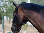Academic horse bridle with rings Lazypony