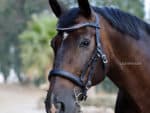 pink pearl curved browband Lazypony