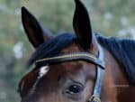Wave clincher browband Lazypony