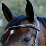 Wave clincher browband Lazypony